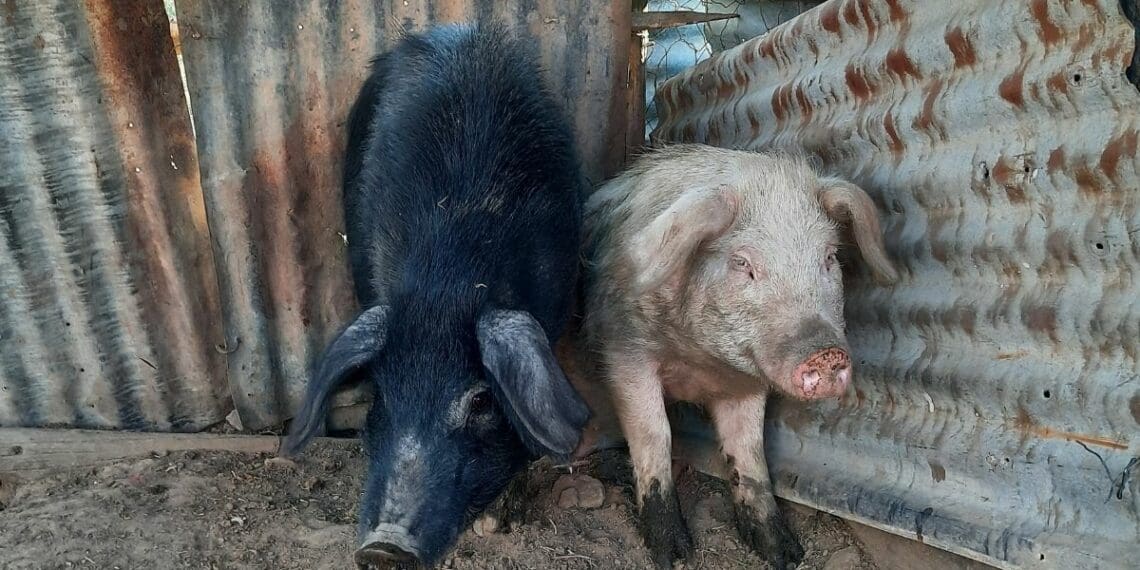 African swine fever (AFS) is wreaking havoc in the herds of small-scale pig farmers in the Western Cape's Garden Route. Photo: Supplied/Afrivet