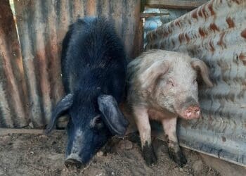 African swine fever (AFS) is wreaking havoc in the herds of small-scale pig farmers in the Western Cape's Garden Route. Photo: Supplied/Afrivet