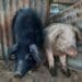 African swine fever (AFS) is wreaking havoc in the herds of small-scale pig farmers in the Western Cape's Garden Route. Photo: Supplied/Afrivet