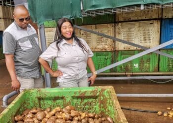 KwaZulu-Natal farming couple Siyabonga Ngcobo and Jabu Mbhele both grew up in families where the value of agriculture was appreciated. Photo: Supplied/Food For Mzansi
