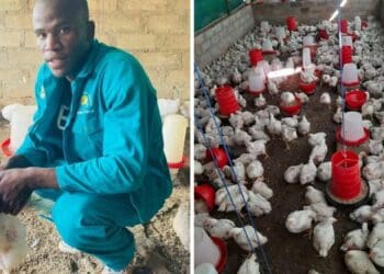Kagiso Dibakoane farms in the Moloro village in Bushbuckridge, Mpumalanga where he was born and raised. Photos: Supplied/Food For Mzansi