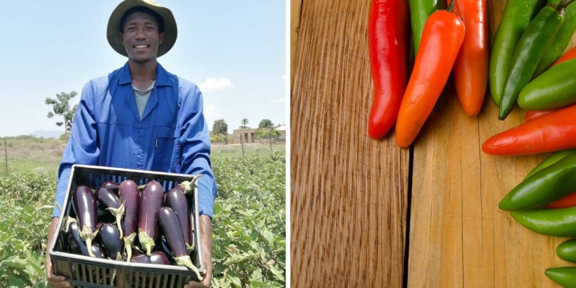 Frank Mathsa, an agriculture college graduate, farms with eggplants, chillies and spinach on a two-hectare plot in Indermark in Bochum, Limpopo. Photos: Manare Matabola/Food For Mzansi