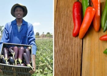 Frank Mathsa, an agriculture college graduate, farms with eggplants, chillies and spinach on a two-hectare plot in Indermark in Bochum, Limpopo. Photos: Manare Matabola/Food For Mzansi