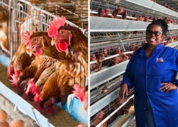 Beverly Mhlabane is a commercial egg producer in Benoni, Gauteng. Photo: Supplied/Food For Mzansi