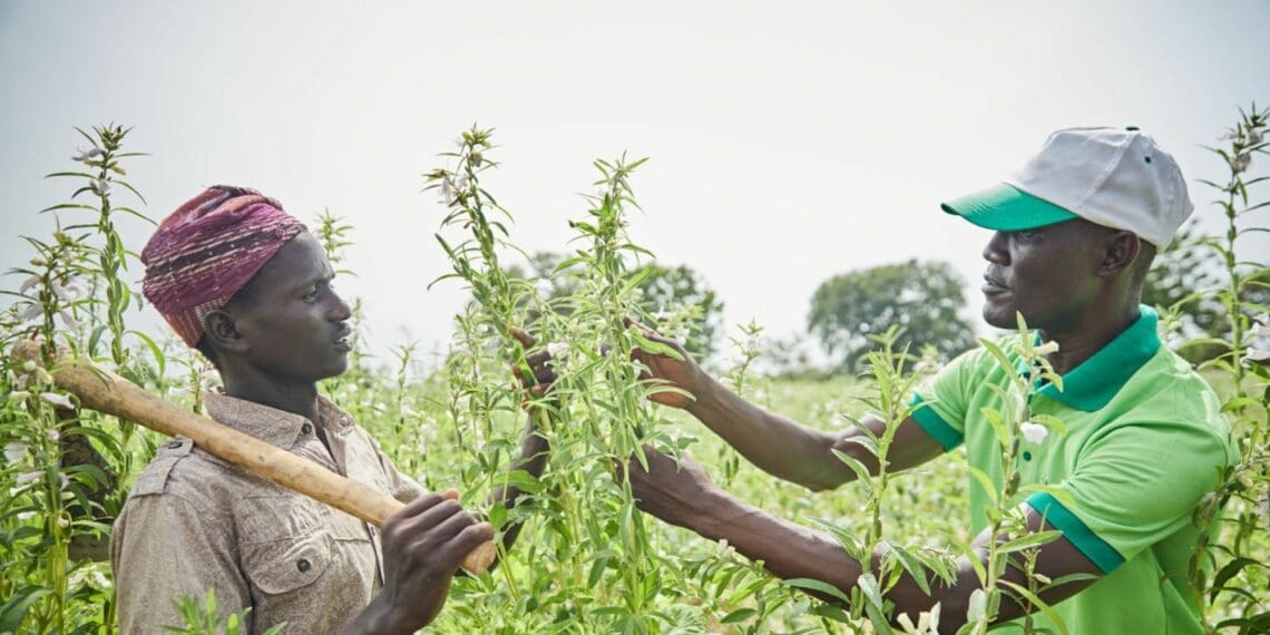 An earlier PWC report found that currently Nigeria’s top agricultural exports are sesame seeds, cashew nuts, fermented cocoa beans and high-quality raw cocoa beans. As much as 95% of this country’s sesame output is exported. Photo: Supplied/Food For Mzansi