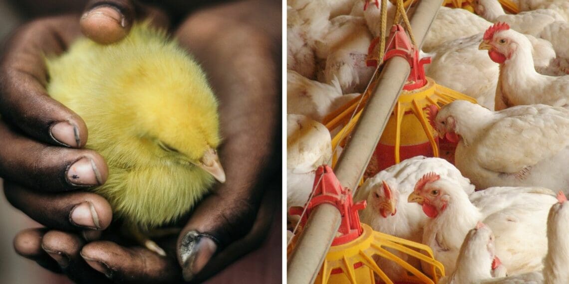 Beginner and future chicken farmers can now register for Food For Mzansi’s nationwide training sessions. Photos: Supplied/Food For Mzansi