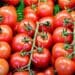 Pests, weather conditions, fuel prices and shortfalls in production are pushing up tomato prices in South Africa. Photo: Supplied/Food For Mzansi