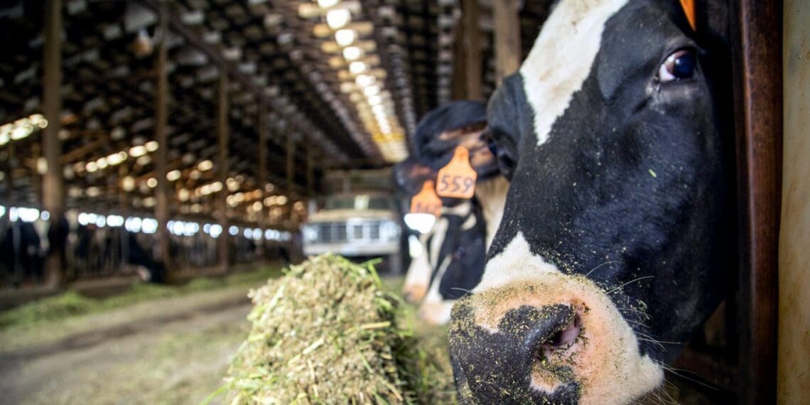 There seems to be a correlation between cattle herds and wildlife. Photo: Supplied/Food For Mzansi