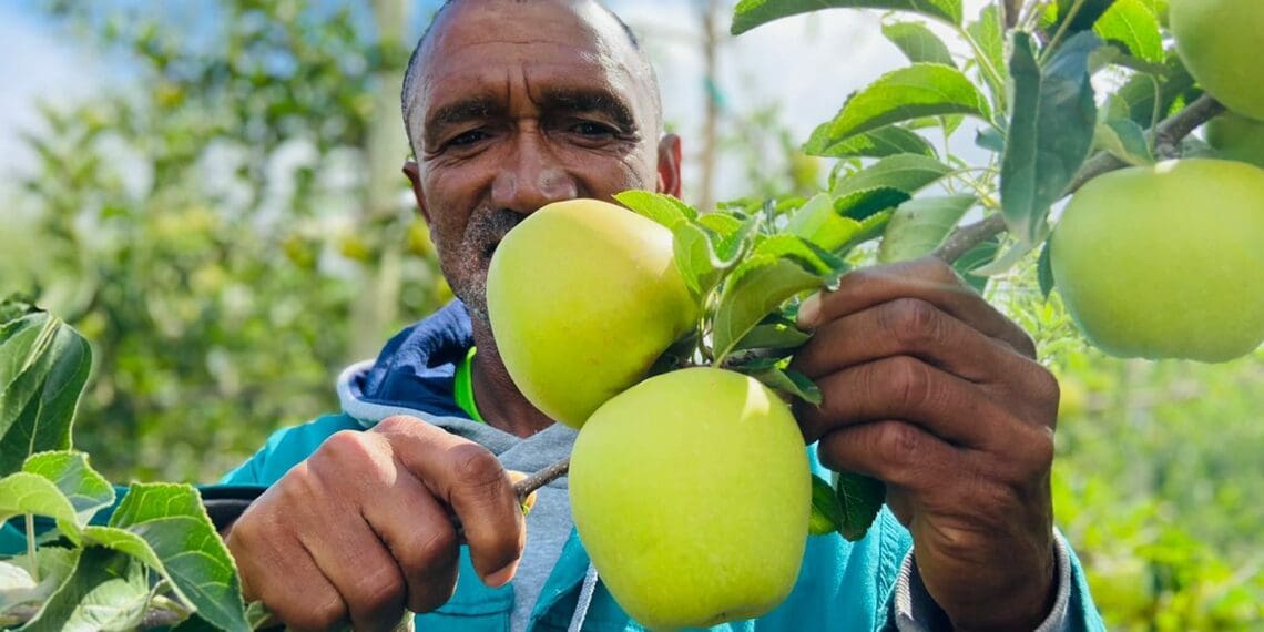 Harvest: Wilfred Malgas, who manages JD Rovon farm says they are expecting a are anticipating a much-needed turnaround following a couple of disastrous years. Photo: Supplied/Food For Mzansi