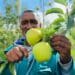 Harvest: Wilfred Malgas, who manages JD Rovon farm says they are expecting a are anticipating a much-needed turnaround following a couple of disastrous years. Photo: Supplied/Food For Mzansi