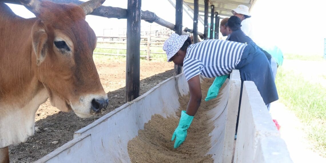 Qumbu farmers in the Eastern Cape tending to their cattle. Photo: Supplied/Food For Mzansi