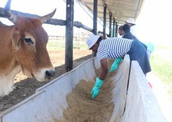 Qumbu farmers in the Eastern Cape tending to their cattle. Photo: Supplied/Food For Mzansi