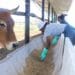 Qumbu farmers in the Eastern Cape tending to their cattle. Photo: Supplied/Food For Mzansi