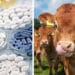 Experts warn that antibiotics should be given with much greater caution to both humans and farm animals. Photos: Supplied/Food For Mzansi