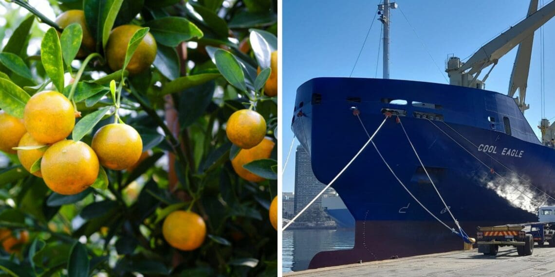 The Citrus Growers’ Association of Southern Africa is working with stakeholders to mitigate the impact of Russia-Ukraine conflict on the citrus industry. Photo: Supplied/Food For Mzansi