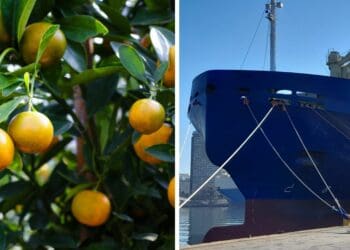 The Citrus Growers’ Association of Southern Africa is working with stakeholders to mitigate the impact of Russia-Ukraine conflict on the citrus industry. Photo: Supplied/Food For Mzansi