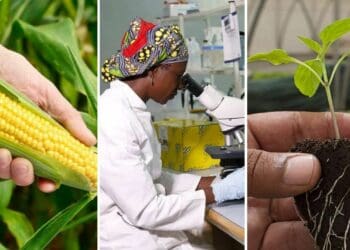The new crop research platform, based at the University of the Free State, will also include a training academy for small-scale producers. Photo: Food For Mzansi