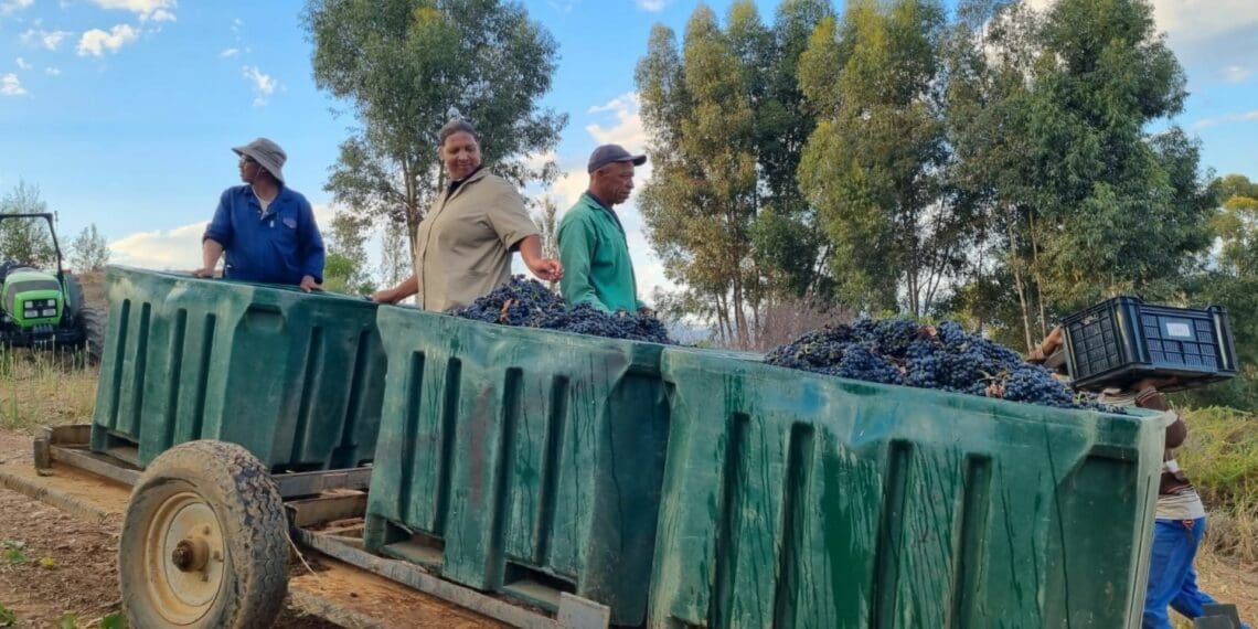 Grapes are coming in at the Diemersfontein Wine Estate in the Western Cape. Photo: Supplied/Food For Mzansi