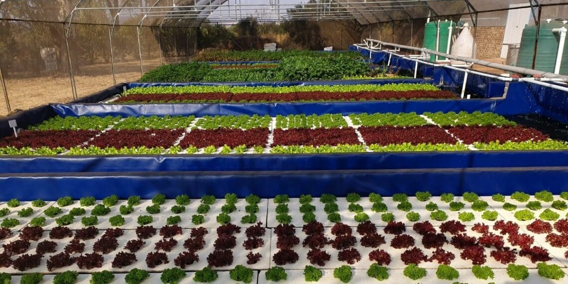 Urban Aquaponics, which Neale Strauch founded, uses the "raft" aquaponics methodology for their plants. Photo: Supplied/Food For Mzansi
