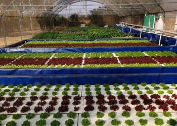 All you need to know about aquaponics