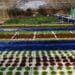 All you need to know about aquaponics