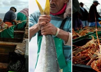 The window period for fishing rights appeals closed on 29 July 2022. Photo: Supplied/Food For Mzansi