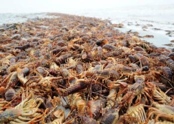 Red Tide: There have been no reports of new walkouts of the West Coast Rock Lobster in the west coast, Western Cape, since last week, 05 March 2022. Photo: Supplied/Food For Mzansi