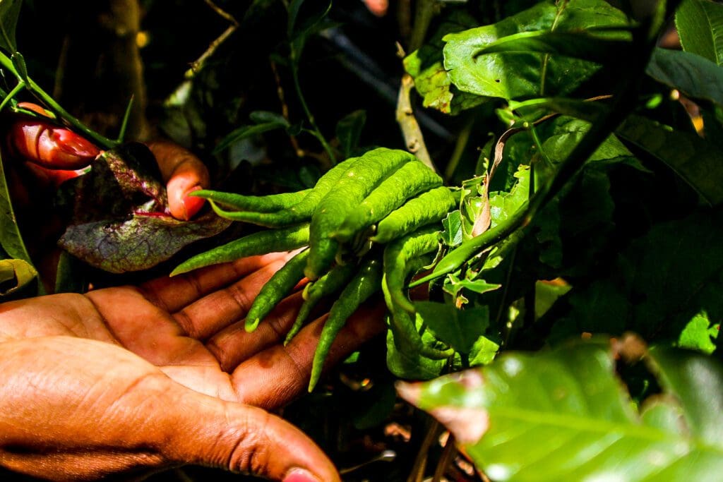 Nubian queen Susan Granger cultivates a great variety of produce that are readily available at her NubianQ Boutique Farms. Photos: Magnificent Mndebele/Food For Mzansi