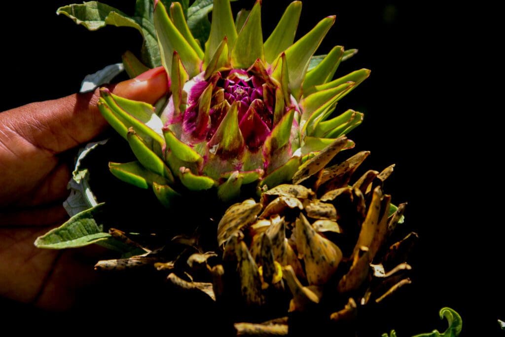 Nubian queen Susan Granger cultivates a great variety of produce that are readily available at her NubianQ Boutique Farms. Photos: Magnificent Mndebele/Food For Mzansi