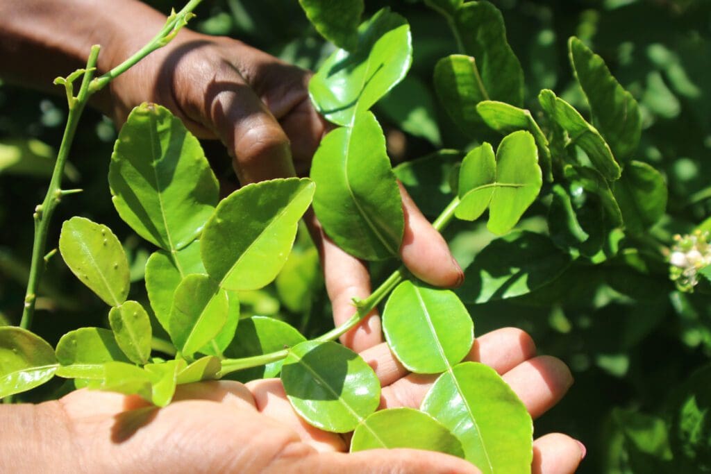 Nubian queen Susan Granger cultivates a great variety of produce that are readily available at her NubianQ Boutique Farms. Photos: Magnificent Mndebele/Food For Mzansi