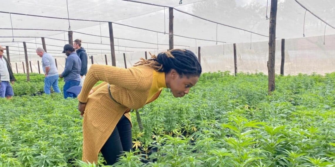 Will rural and traditional farmers be left out of the 'green rush'? Photo: Supplied/Food for Mzansi