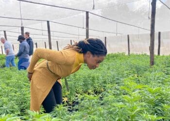Will rural and traditional farmers be left out of the 'green rush'? Photo: Supplied/Food for Mzansi