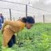 Will rural and traditional farmers be left out of the 'green rush'? Photo: Supplied/Food for Mzansi