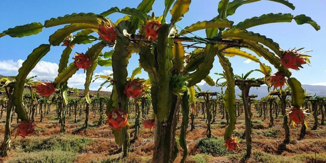 South Africa's climate is generally well suited to dragon fruit farming. Photo: Supplied/Food for Mzansi