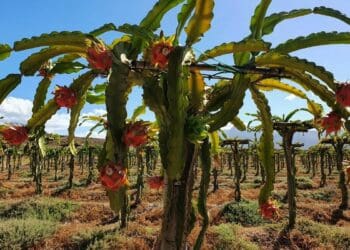 South Africa's climate is generally well suited to dragon fruit farming. Photo: Supplied/Food for Mzansi