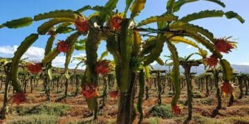 South Africa's climate is generally well suited to dragon fruit farming. Photo: Supplied/Food for Mzansi