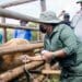 FMD: Bongiwe Sithole-Moloi, MEC for agriculture and rural development in KwaZulu-Natal, participated in a foot-and-mouth disease vaccination drive over the weekend. Photo: Supplied/Food For Mzansi