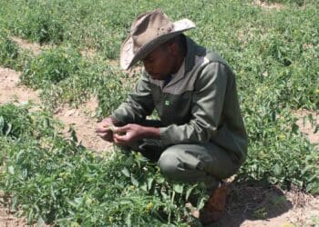 Every two weeks, Kolobe Lebepe trades his army uniform for his grubby work suit on his farm in Limpopo’s Moletši Ga-Komape village. Photo: Manare Matabola/Food For Mzansi