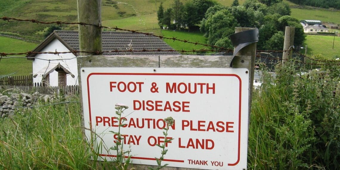 The agriculture sector is battling foot and mouth disease outbreaks in KwaZulu-Natal, North West and Limpopo. Photo: Supplied/Food For Mzansi