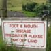 The agriculture sector is battling foot and mouth disease outbreaks in KwaZulu-Natal, North West and Limpopo. Photo: Supplied/Food For Mzansi