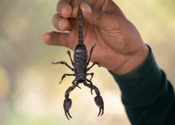 If you’re brave enough, you might want to consider farming with scorpions. Yes, it is a thing. Photo: Supplied/Food For Mzansi