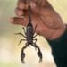 If you’re brave enough, you might want to consider farming with scorpions. Yes, it is a thing. Photo: Supplied/Food For Mzansi