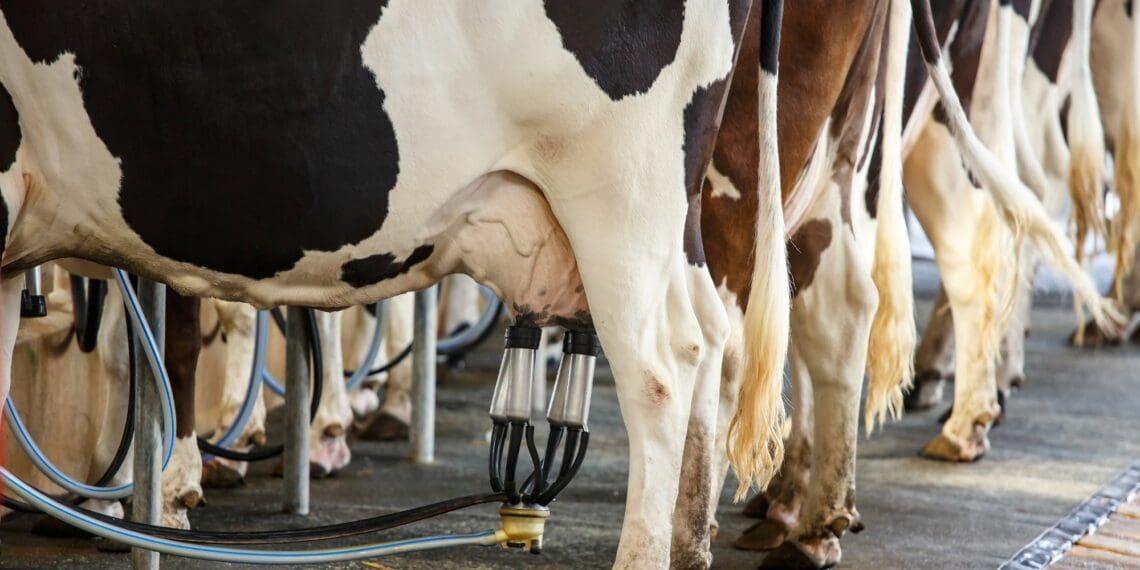 Moving dry cows into uncomfortable environments can have lasting consequences for the farmer’s bottom line, warns a leading Meadow Feeds expert. Photo: Supplied/Food For Mzansi