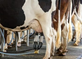 Moving dry cows into uncomfortable environments can have lasting consequences for the farmer’s bottom line, warns a leading Meadow Feeds expert. Photo: Supplied/Food For Mzansi