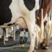 Moving dry cows into uncomfortable environments can have lasting consequences for the farmer’s bottom line, warns a leading Meadow Feeds expert. Photo: Supplied/Food For Mzansi