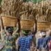 Seda vows to empower more women agripreneurs