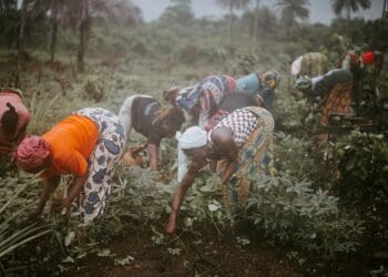 Climate change is a major threat to agriculture and food security. The war against climate change, while everyone's fight, is however raising serious questions around gender equality and the participation of women. Photo:Supplied/Food For Mzansi