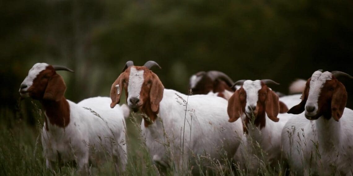 It is estimated that removing alien plants costs South Africa about R2 billion a year. Goat Army Africa found a much more affordable way of dealing with this challenge. Photo: Supplied/Food For Mzansi