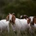 Unstoppable force: Goat army vs. alien plants