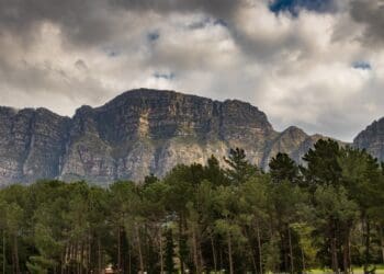According to researchers clearing alien trees can help reduce climate change impact on Cape Town’s water supply. Photo: Supplied/Food For Mzansi